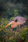 While guarding a nest, great blue herons maintain their regal look, complete with elegant plumes. Art Print